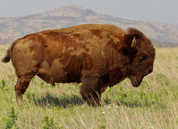 buffalo, Animals, Bison HD Wallpaper Desktop Background