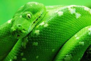 nature, Animals, Snake, Green, Reptile