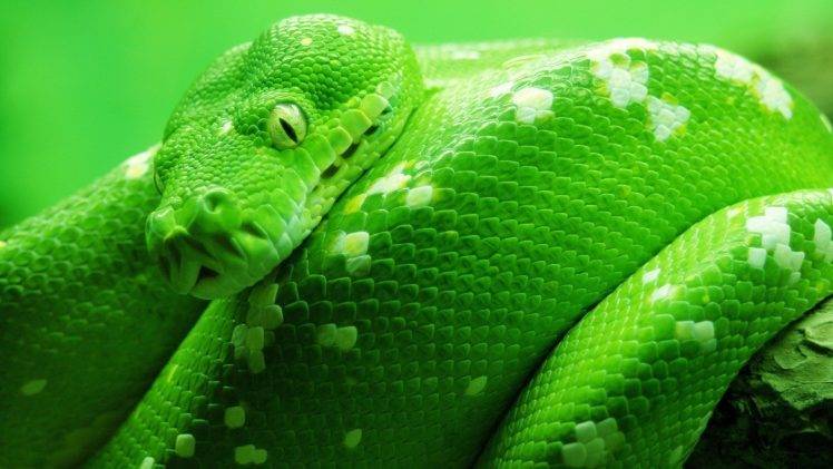 nature, Animals, Snake, Green, Reptile HD Wallpaper Desktop Background