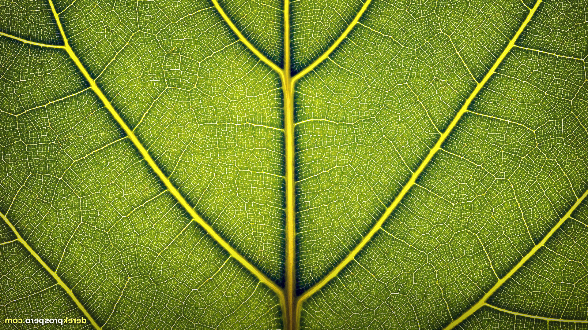 leaves, Nature Wallpaper