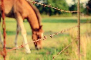 animals, Nature, Horse, Fence