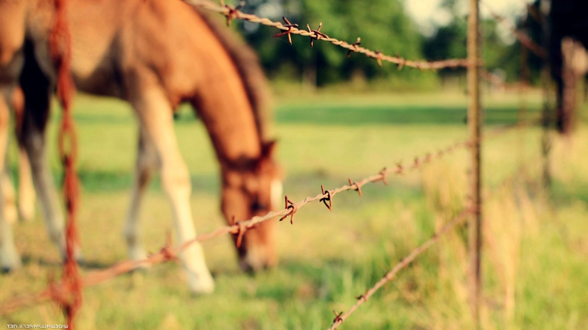 animals, Nature, Horse, Fence Wallpaper
