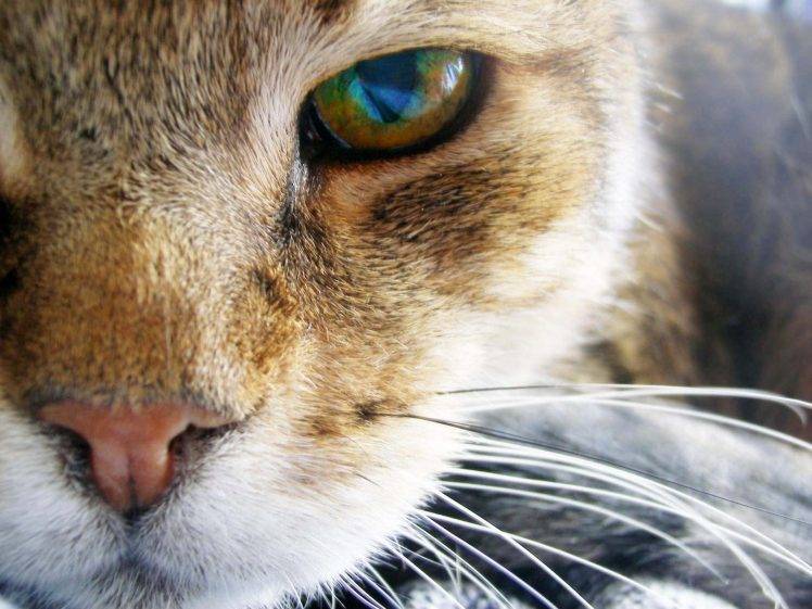 animals, Nature, Cat, Feline HD Wallpaper Desktop Background