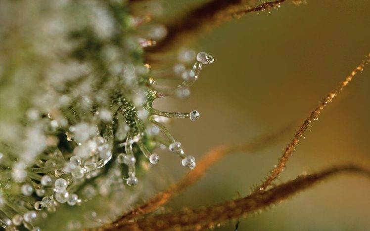 nature, Plants, Water Drops HD Wallpaper Desktop Background
