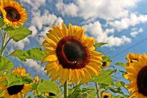 sunflowers, Nature