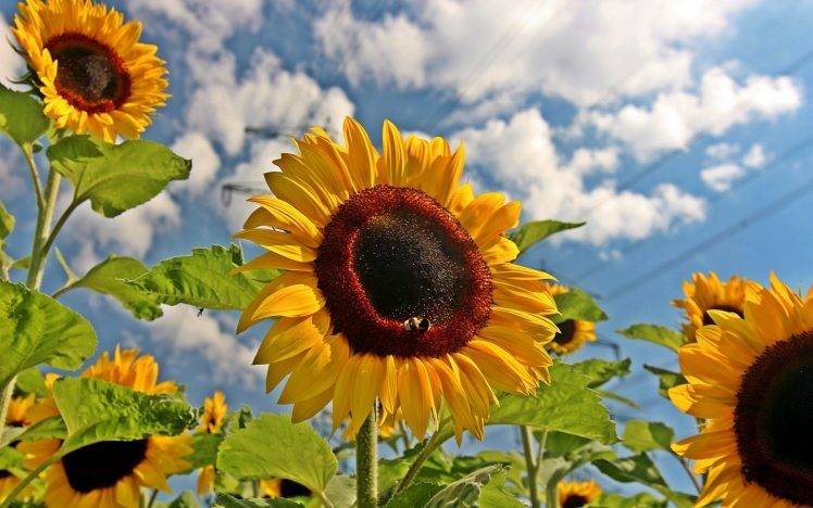 sunflowers, Nature HD Wallpaper Desktop Background