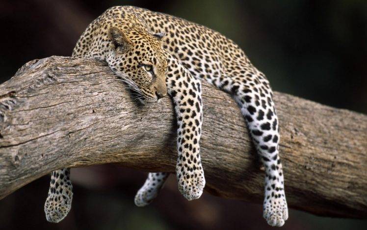 leopard, Animals HD Wallpaper Desktop Background