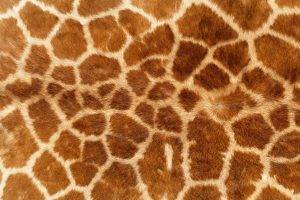 animal Print, Giraffes, Fur