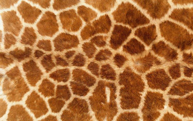 animal Print, Giraffes, Fur HD Wallpaper Desktop Background