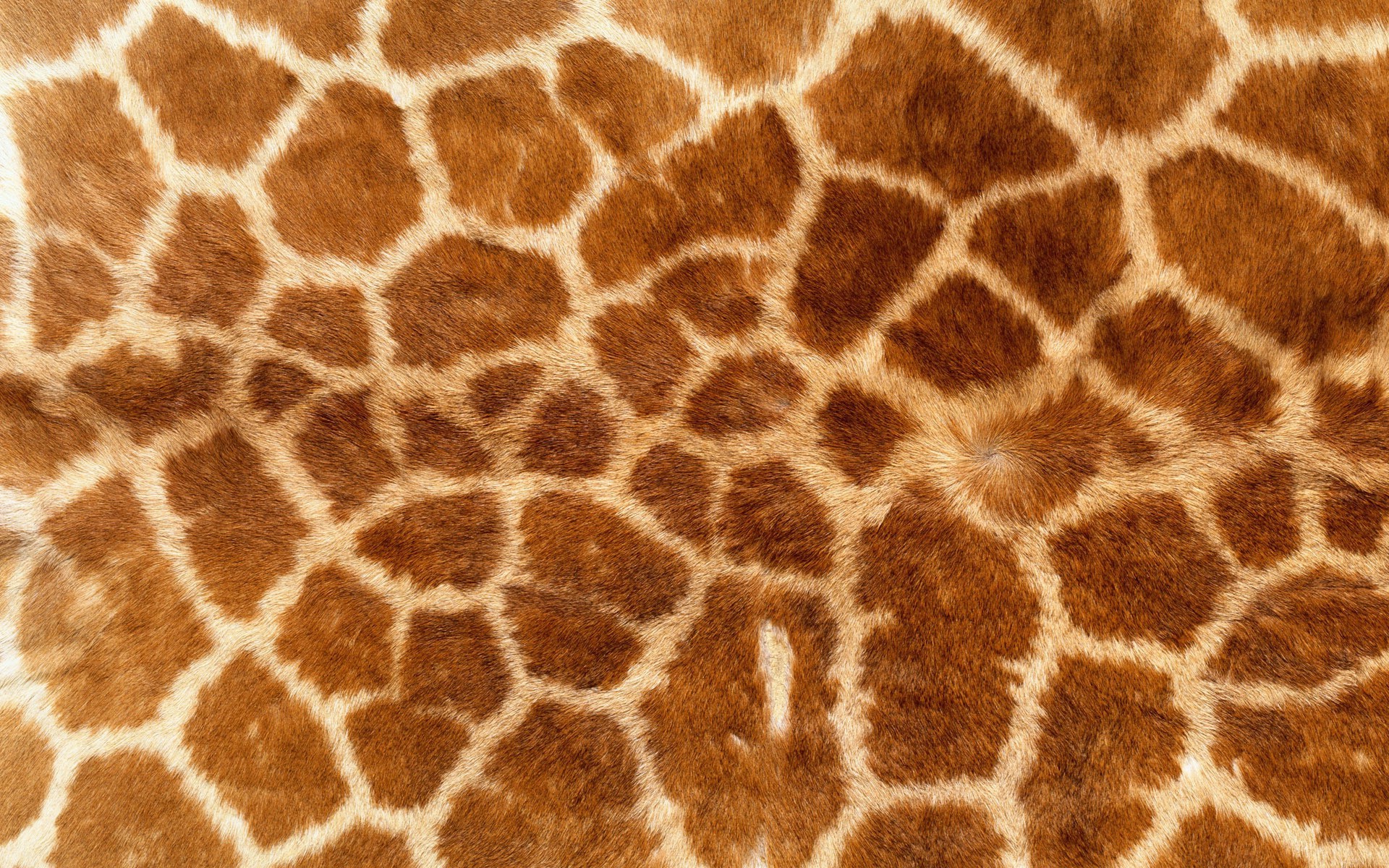 animal Print, Giraffes, Fur Wallpaper