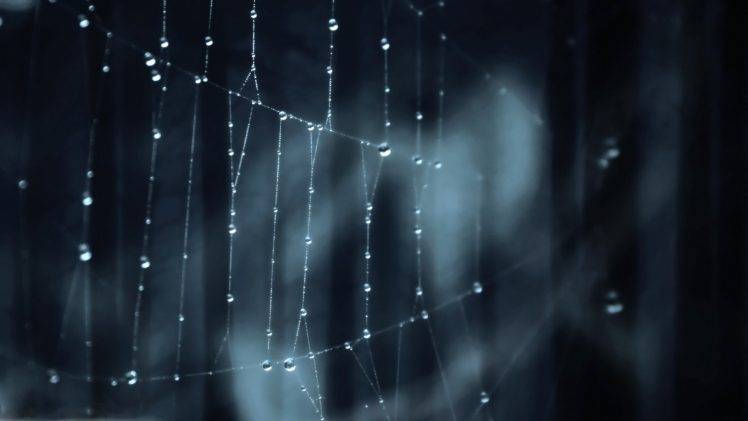 spiderwebs, Nature, Macro, Water Drops HD Wallpaper Desktop Background