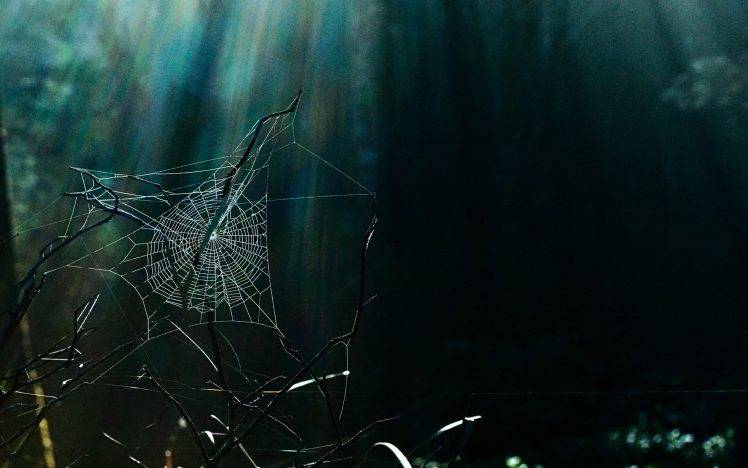 nature, Branch, Spiderwebs, Sun Rays HD Wallpaper Desktop Background