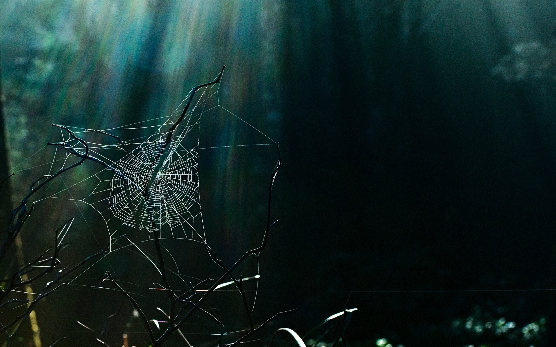 nature, Branch, Spiderwebs, Sun Rays Wallpaper