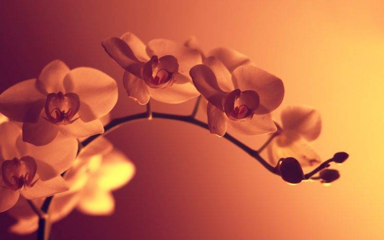 flowers, Orchids HD Wallpaper Desktop Background
