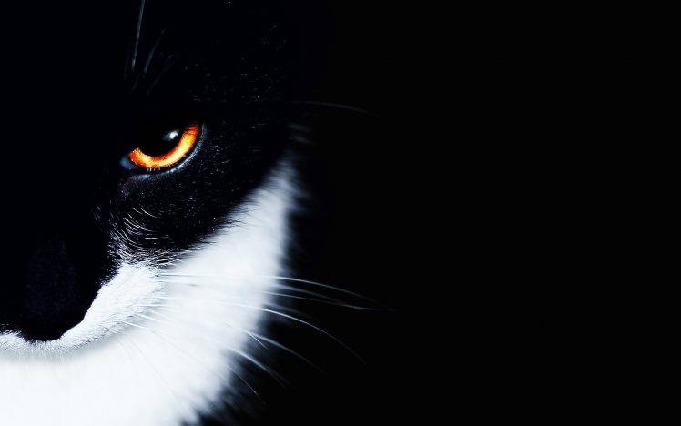 cat, Animals, Nature, Feline HD Wallpaper Desktop Background