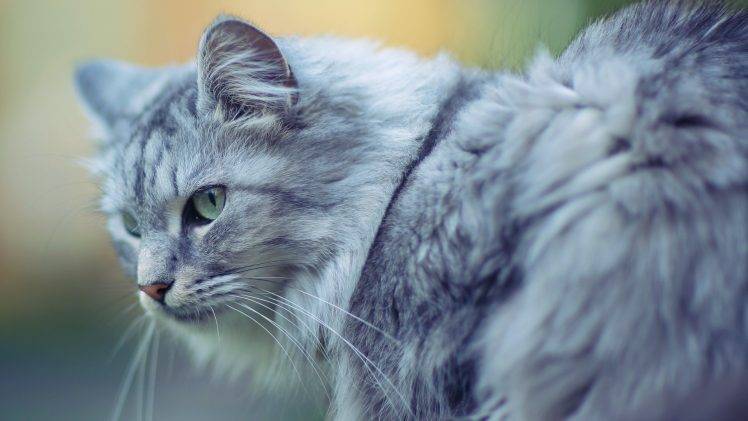 cat, Animals, Nature, Feline HD Wallpaper Desktop Background