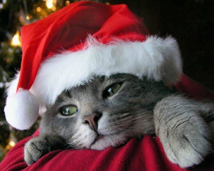 cat, Animals, Feline, Christmas HD Wallpaper Desktop Background