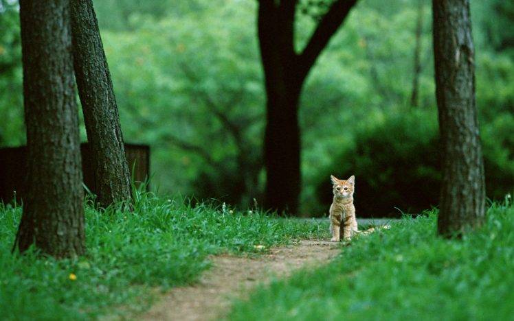 cat, Animals, Nature, Feline, Park, Green, Trees, Grass HD Wallpaper Desktop Background