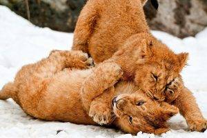 lion, Baby Animals, Animals, Snow