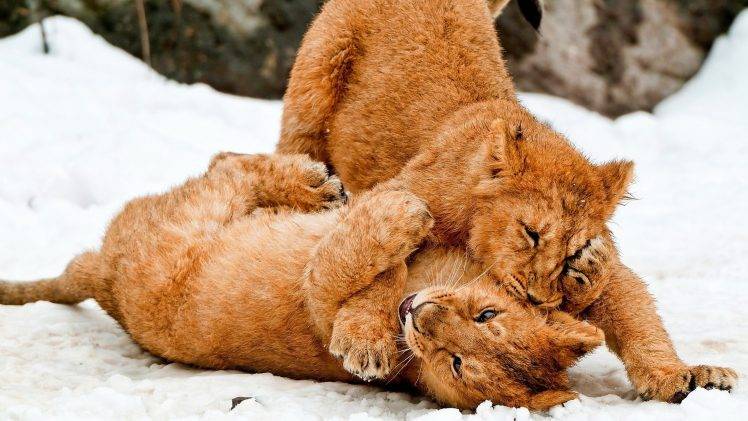 lion, Baby Animals, Animals, Snow HD Wallpaper Desktop Background