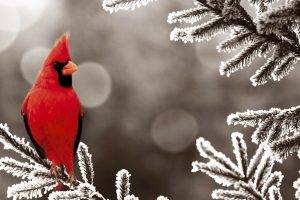 animals, Birds, Snow, Cardinals, Frost