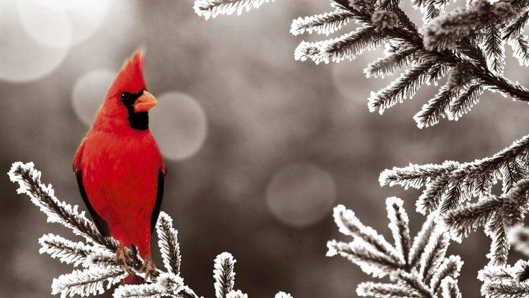 animals, Birds, Snow, Cardinals, Frost HD Wallpaper Desktop Background