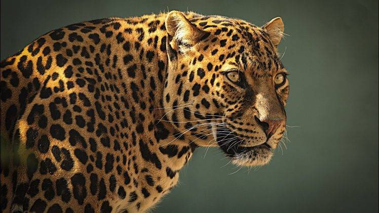 leopard, Nature HD Wallpaper Desktop Background