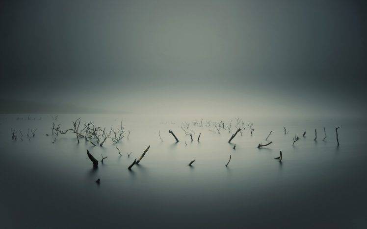 lake, Overcast, Water, Branch, Monochrome, Mist HD Wallpaper Desktop Background