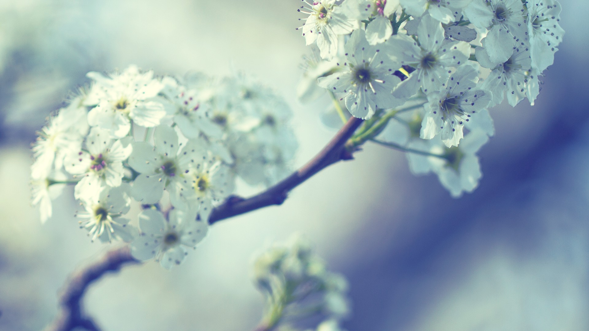 flowers, Nature, White Flowers, Twigs Wallpaper