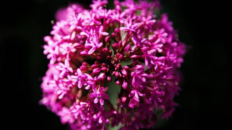 nature, Purple, Flowers, Plants, Macro HD Wallpaper Desktop Background