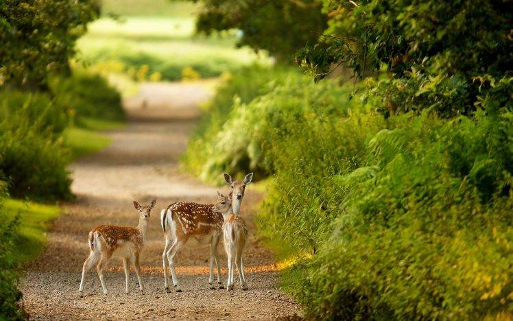deer, Animals, Fawns HD Wallpaper Desktop Background
