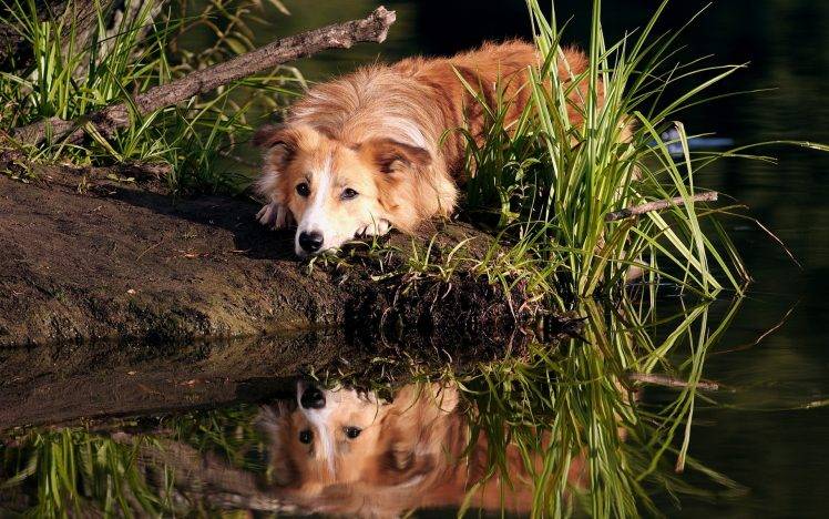 dog, Animals, Reflection, Water, Plants HD Wallpaper Desktop Background