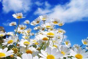 nature, Flowers, Plants, Macro, Sunlight, White Flowers