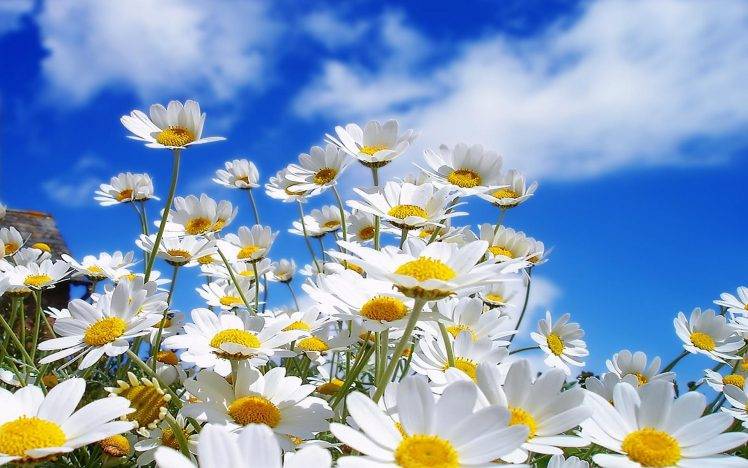nature, Flowers, Plants, Macro, Sunlight, White Flowers HD Wallpaper Desktop Background