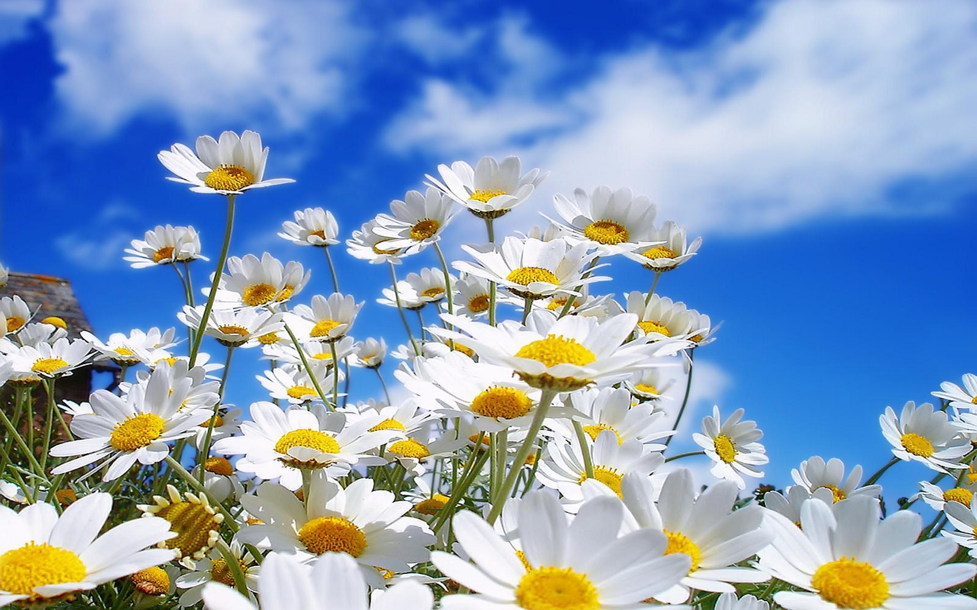 nature, Flowers, Plants, Macro, Sunlight, White Flowers Wallpaper