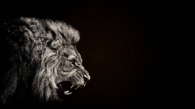 animals, Lion, Black Wallpapers HD / Desktop and Mobile Backgrounds
