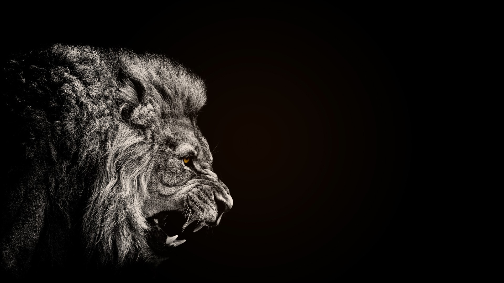 animals, Lion, Black Wallpapers HD / Desktop and Mobile ...