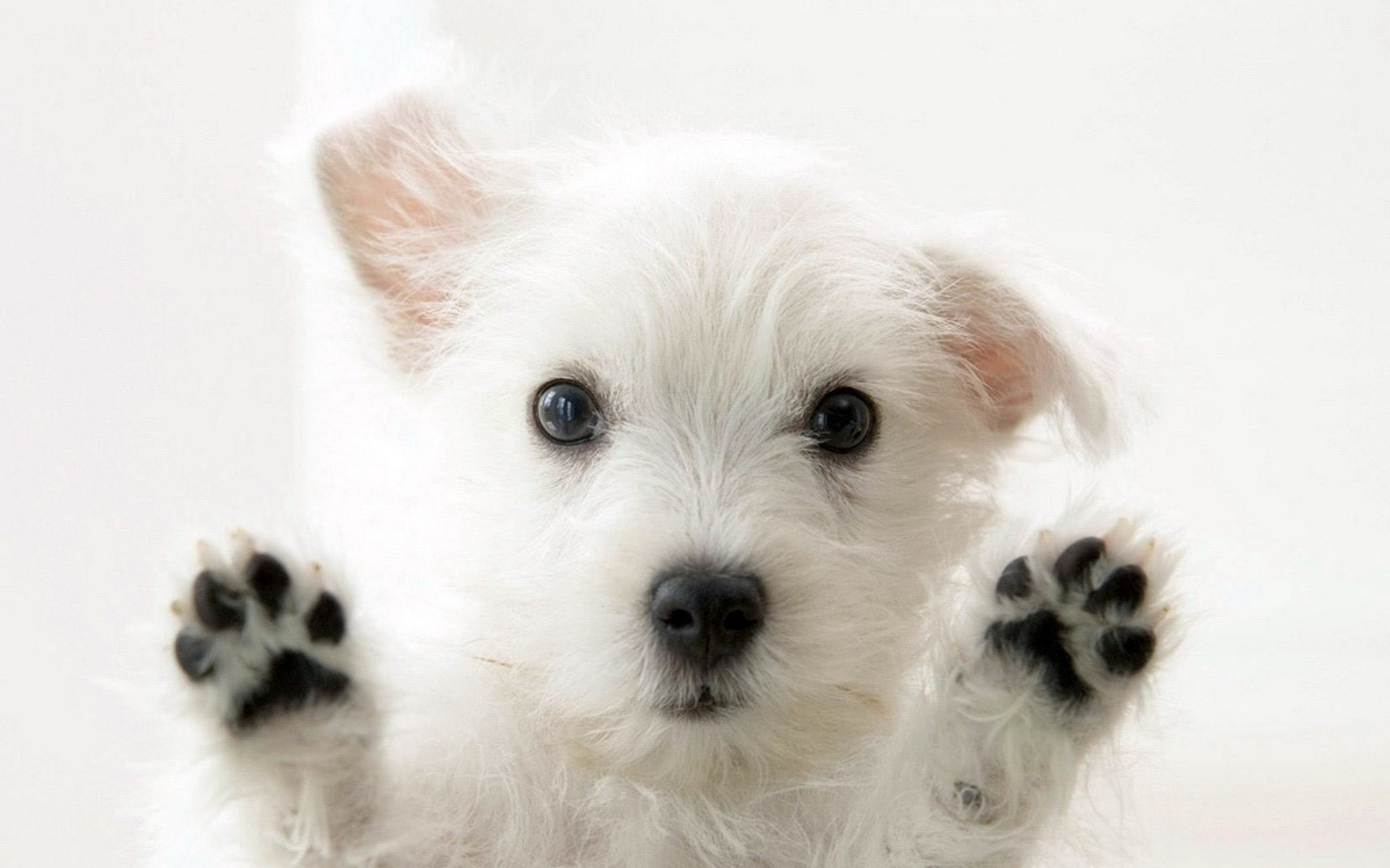 dog, Animals, White, Puppies Wallpaper