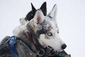 dog, Animals, Snow