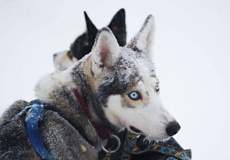 dog, Animals, Snow HD Wallpaper Desktop Background