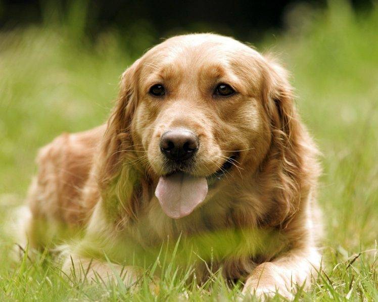 dog, Animals, Golden Retrievers HD Wallpaper Desktop Background