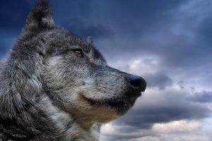 wolf, Nature, Animals