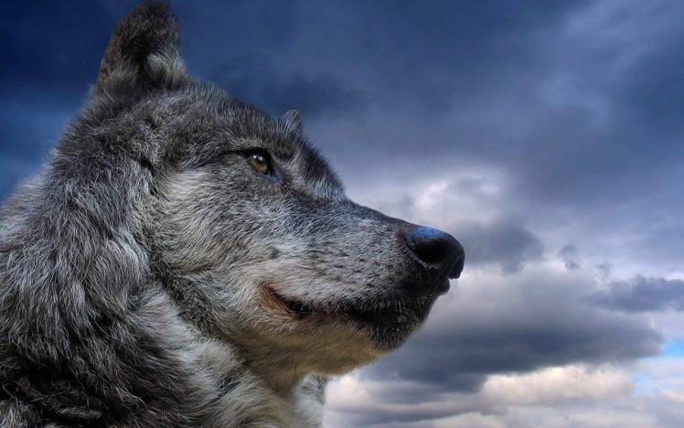 wolf, Nature, Animals HD Wallpaper Desktop Background