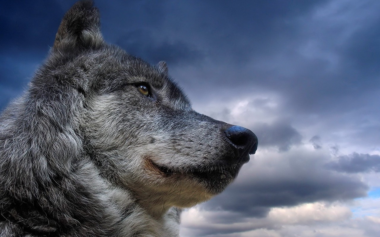 wolf, Nature, Animals Wallpaper