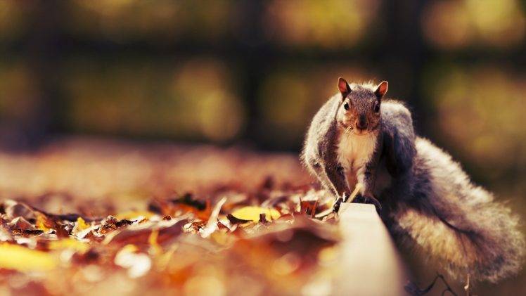 animals, Squirrel, Leaves HD Wallpaper Desktop Background