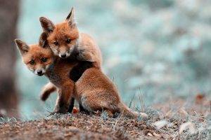 animals, Fox, Baby Animals
