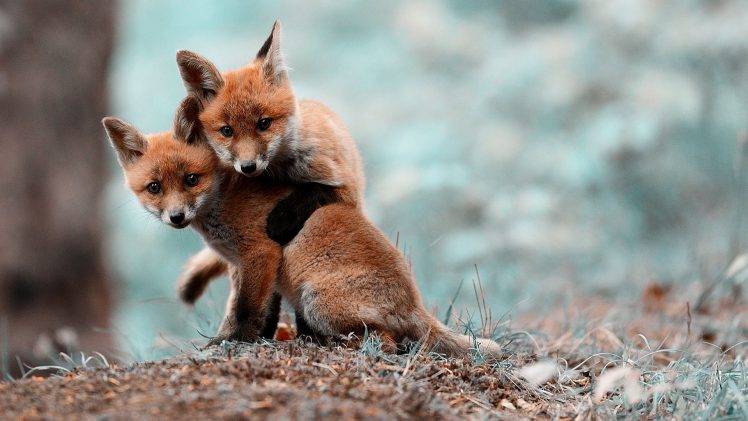 animals, Fox, Baby Animals HD Wallpaper Desktop Background