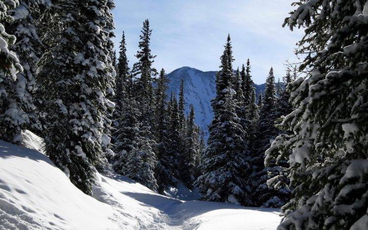 nature, Snow, Forest HD Wallpaper Desktop Background