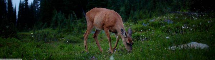 deer, Animals HD Wallpaper Desktop Background