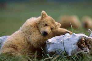 bears, Animals, Nature, Polar Bears
